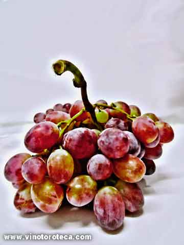 poesia-vino-dios-baco-uvas-toro